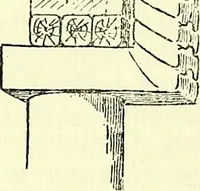 An illustration from Biologia Centrali-Americana, or, Contributions to the knowledge of the fauna and flora of Mexico and Central America (1889)