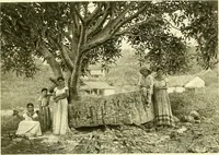 Picture 5 of 62 from Biologia Centrali-Americana, or, Contributions to the knowledge of the fauna and flora of Mexico and Central America (1889), leaf 29