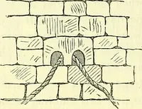 An illustration from Biologia Centrali-Americana, or, Contributions to the knowledge of the fauna and flora of Mexico and Central America (1889)