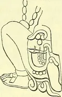 An illustration from Biologia Centrali-Americana, or, Contributions to the knowledge of the fauna and flora of Mexico and Central America (1889)