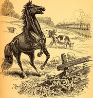 An illustration from Black Beauty : the autobiography of a horse (1870)