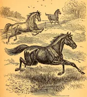 Picture 7 of 22 from Black Beauty : the autobiography of a horse (1870), leaf 20