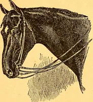 An illustration from Black Beauty : the autobiography of a horse (1870)