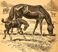 An illustration from Black Beauty : the autobiography of a horse (1870)