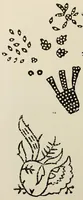 Picture 16 of 16 from Block prints from India for textiles (1924), leaf 30