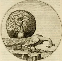 An illustration from Bloemhof der doorluchtige voorbeelden, daer in door ware, vreemde en deftige geschiedenissen, leeringen en eygenschappen, alles dat de mensch tot nut en vermaek verstrekken kan, te bemerken is : uit de schriften van Philippus Camerarius, Michiel de Montanje en andere schrijvers getrokken en vertaelt (1647)