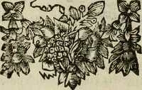 An illustration from Bloem-tuintje : bestaande in twee deelen : het eerste in innerlyke bedenkingen, en geleikenissen, het tweede in eenige zang- en lees-rymen (1724)