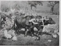 An illustration from The blue book : a comprehensive official souvenir view book of the Panama-Pacific International Exposition at San Francisco, 1915 (1915)