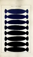 An illustration from Blue immedial colours (1906)