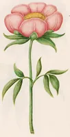 Picture 2 of 4 from Blumenbuch (1692), leaf 281