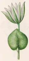 Picture 3 of 4 from Blumenbuch (1692), leaf 365