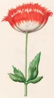 Picture 4 of 4 from Blumenbuch (1692), leaf 405