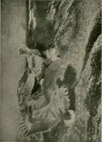 An illustration from The Swedish art exhibition [electronic resource] (1916)