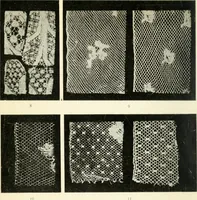 Picture 7 of 77 from Bobbins of Belgium; a book of Belgian lace, lace-workers, lace-schools and lace-villages (1920), leaf 11
