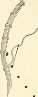 An illustration from Bobbins of Belgium; a book of Belgian lace, lace-workers, lace-schools and lace-villages (1920)