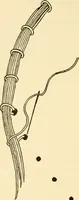 An illustration from Bobbins of Belgium; a book of Belgian lace, lace-workers, lace-schools and lace-villages (1920)