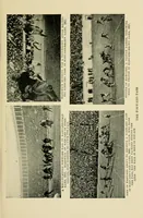 Picture 1 of 7 from The book of athletics (1922), leaf 53