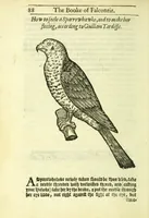 Picture 6 of 17 from The booke of falconrie or hawking : for the onely delight and pleasure of all noblemen and gentlemen : collected out of the best authors, aswell Italians as Frenchmen, and some English practises withall concerning falconrie (1611), leaf 106