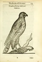 An illustration from The booke of falconrie or hawking : for the onely delight and pleasure of all noblemen and gentlemen : collected out of the best authors, aswell Italians as Frenchmen, and some English practises withall concerning falconrie (1611)