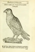Picture 12 of 17 from The booke of falconrie or hawking : for the onely delight and pleasure of all noblemen and gentlemen : collected out of the best authors, aswell Italians as Frenchmen, and some English practises withall concerning falconrie (1611), leaf 171