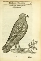 Picture 13 of 17 from The booke of falconrie or hawking : for the onely delight and pleasure of all noblemen and gentlemen : collected out of the best authors, aswell Italians as Frenchmen, and some English practises withall concerning falconrie (1611), leaf 181