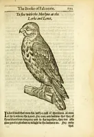 An illustration from The booke of falconrie or hawking : for the onely delight and pleasure of all noblemen and gentlemen : collected out of the best authors, aswell Italians as Frenchmen, and some English practises withall concerning falconrie (1611)
