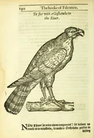 Picture 16 of 17 from The booke of falconrie or hawking : for the onely delight and pleasure of all noblemen and gentlemen : collected out of the best authors, aswell Italians as Frenchmen, and some English practises withall concerning falconrie (1611), leaf 208