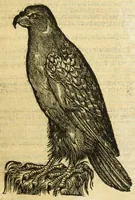 An illustration from The booke of falconrie or hawking : for the onely delight and pleasure of all noblemen and gentlemen : collected out of the best authors, aswell Italians as Frenchmen, and some English practises withall concerning falconrie (1611)