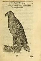 An illustration from The booke of falconrie or hawking : for the onely delight and pleasure of all noblemen and gentlemen : collected out of the best authors, aswell Italians as Frenchmen, and some English practises withall concerning falconrie (1611)