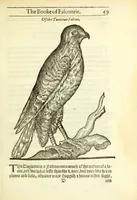An illustration from The booke of falconrie or hawking : for the onely delight and pleasure of all noblemen and gentlemen : collected out of the best authors, aswell Italians as Frenchmen, and some English practises withall concerning falconrie (1611)