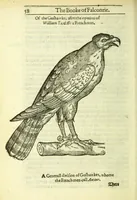 Picture 5 of 17 from The booke of falconrie or hawking : for the onely delight and pleasure of all noblemen and gentlemen : collected out of the best authors, aswell Italians as Frenchmen, and some English practises withall concerning falconrie (1611), leaf 76