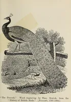 An illustration from The book : its history and development (1907)