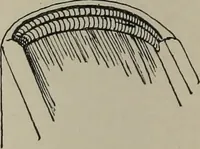An illustration from The book : its history and development (1907)