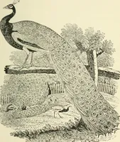 An illustration from The book, its history and development (1907)