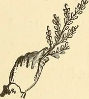 An illustration from The book of the Ancient and accepted Scottish rite of freemasonry (1899)