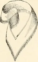 An illustration from The book of the ancient and accepted Scottish rite of freemasonry : containing instructions in all the degrees from the third to the thirty-third, and last degree of the rite : together with ceremonies of inauguration ... etc. (1914)
