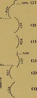 Picture 80 of 102 from The book of athletics and out-of-door sports .. (1895), leaf 277