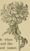 Picture 7 of 12 from The book of children's parties (1903), leaf 129