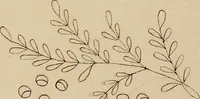 An illustration from [Book of designs (1824)