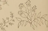 An illustration from [Book of designs (1824)