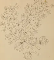 An illustration from [Book of designs (1824)