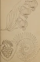 An illustration from [Book of designs (1824)