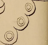 An illustration from [Book of designs (1824)