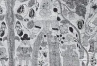 An illustration from A book of old embroidery (1921)