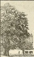 An illustration from A book of samples of papers manufactured to print properly all kinds of illustrations; together with a book of the same papers printed and lithographed in all of the principal processes used for illustration (1922)