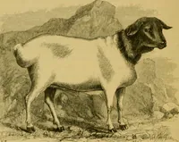 An illustration from The book of Ser Marco Polo, the Venetian : concerning the kingdoms and marvels of the East (1871)