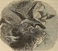 An illustration from The book of similitudes: (1860)