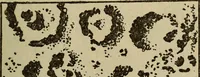 Picture 98 of 186 from The book of stars (1920), leaf 112