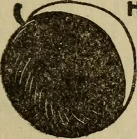 An illustration from The book of stars (1920)