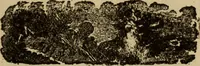 Picture 171 of 186 from The book of stars (1920), leaf 198